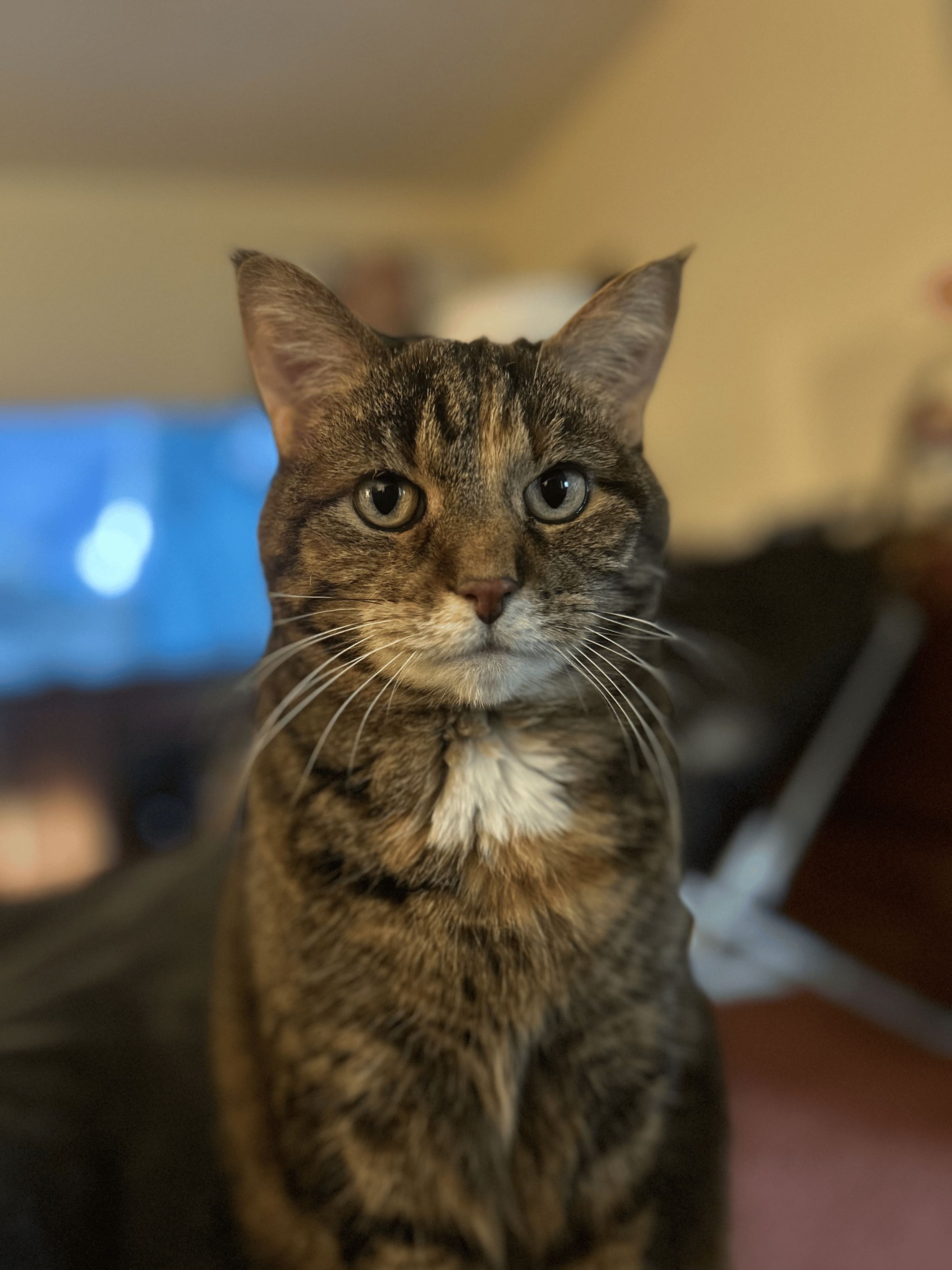 Image of a tabby cat staring at the camera with a very put together posture.